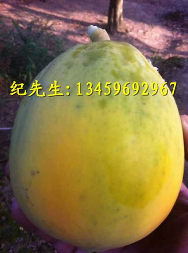 台湾红心木瓜苗