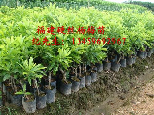 硬丝杨梅苗杨梅苗#东魁杨梅苗 