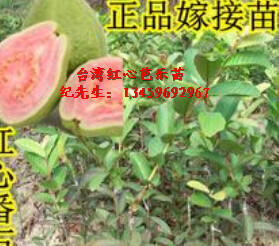 台湾红心芭乐苗