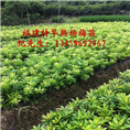 福建杨梅苗#漳州杨梅苗