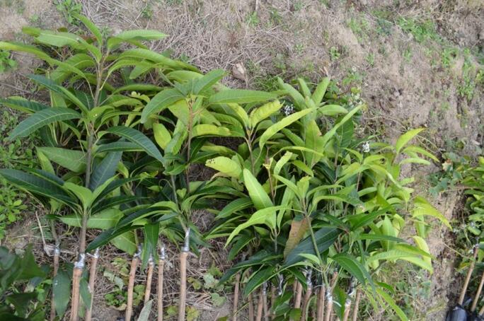 台湾芒果苗、漳州芒果苗、台湾四季柠檬苗 