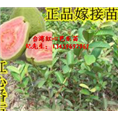 台湾红心芭乐苗