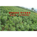 安海早熟杨梅苗#特早熟杨梅苗