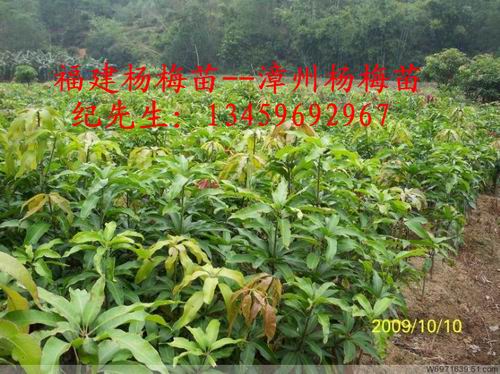 福建杨梅#福建杨梅苗