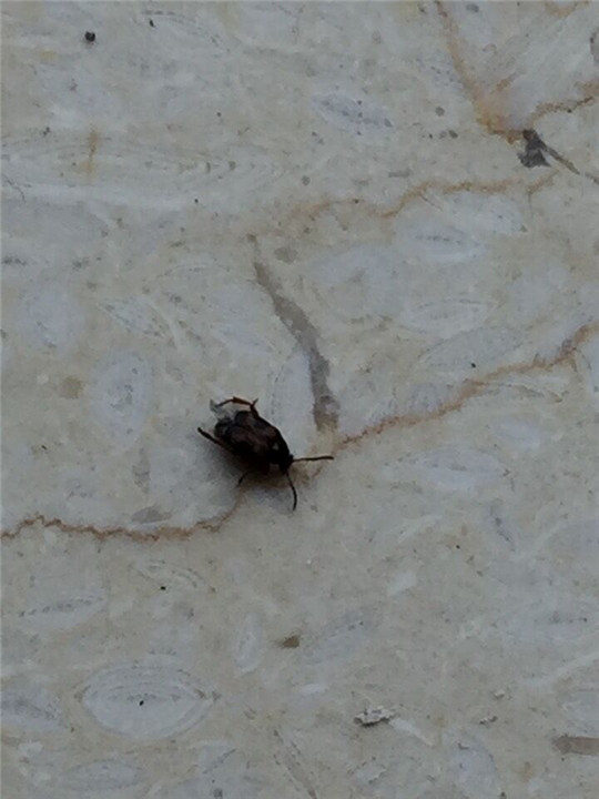 大连灭蚂蚁9 