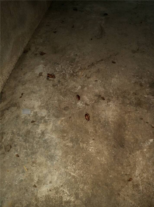 大连灭鼠 