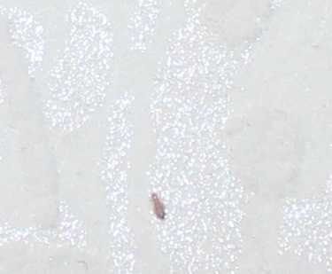 大连灭白蚁公司 