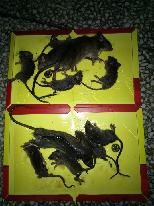 大连灭鼠公司 
