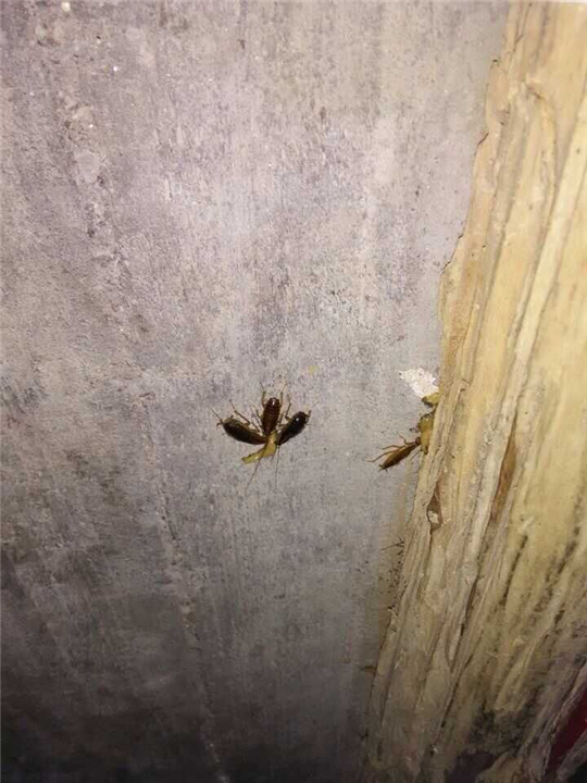 大连灭蟑螂电话 