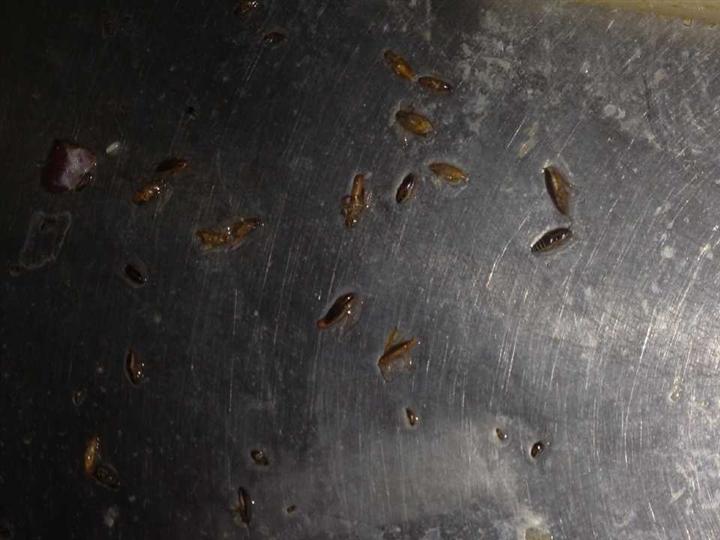 大连灭鼠公司1 