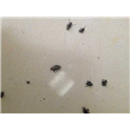 大连瑞德-大连灭白蚁公司 