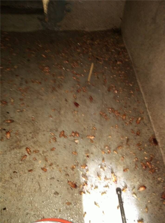 大连灭鼠 