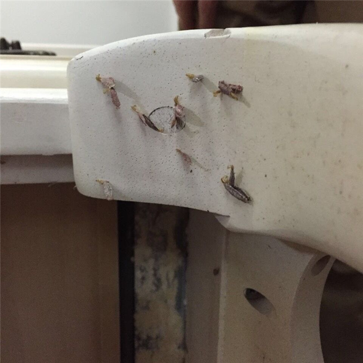 大连灭白蚁21 
