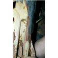 大连灭鼠公司8 