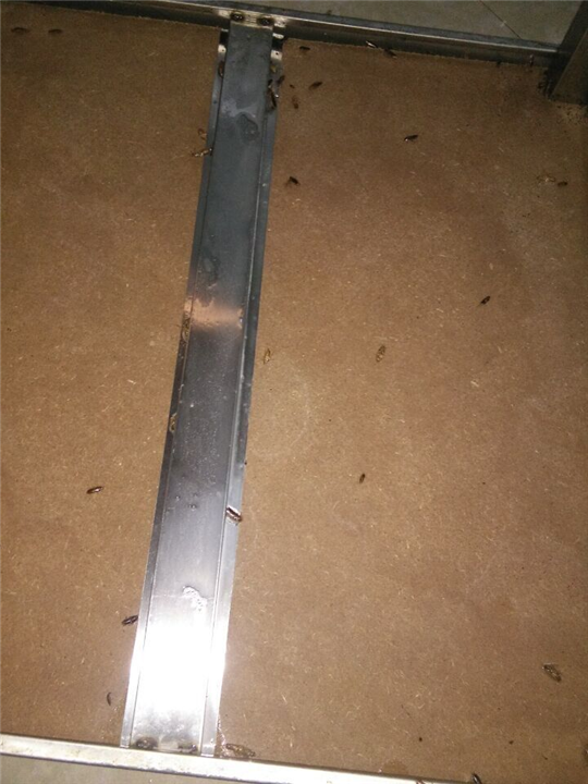 大连灭鼠 