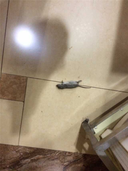 大连灭白蚁6 