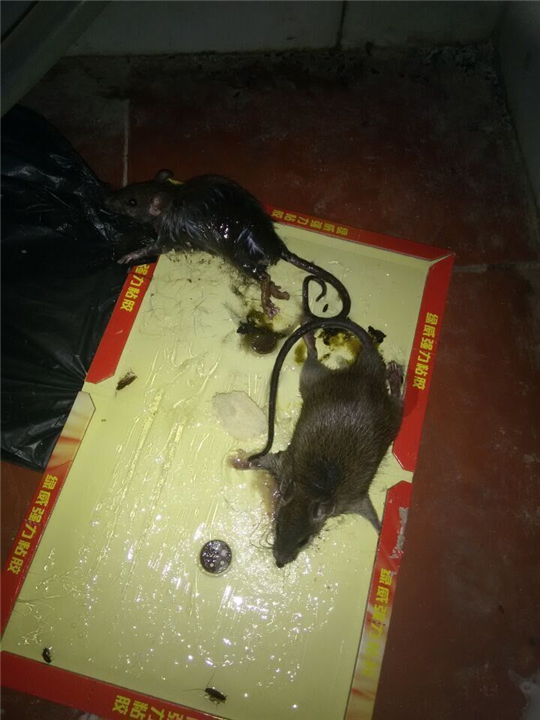 大连灭鼠4 