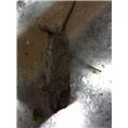 大连灭鼠公司2 