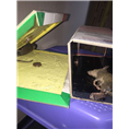 大连灭鼠 