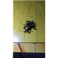 大连灭鼠公司电话 
