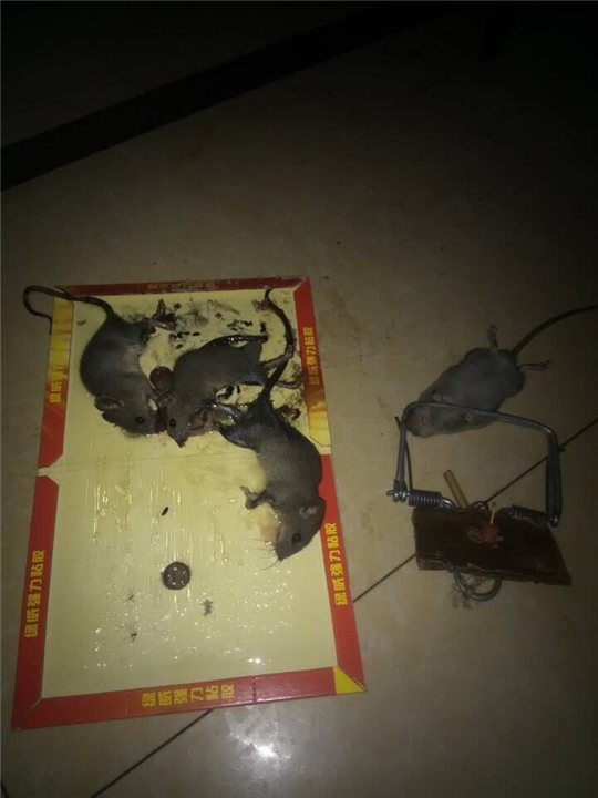 大连灭蚂蚁17 
