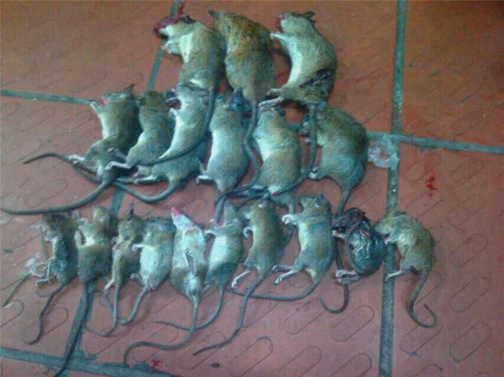 大连灭鼠专家 