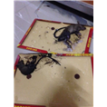 大连灭鼠 