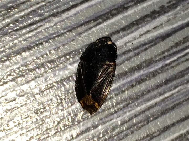 大连灭蚂蚁20 
