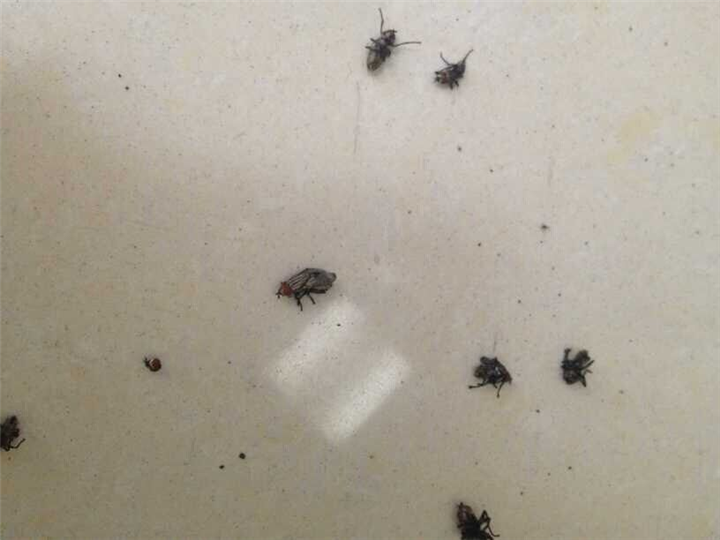 大连灭鼠 