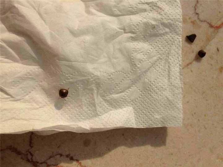 大连灭白蚁26 