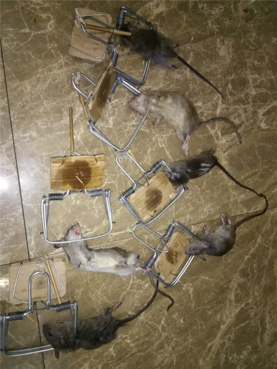 大连灭鼠1 
