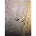 大连灭蟑螂电话 