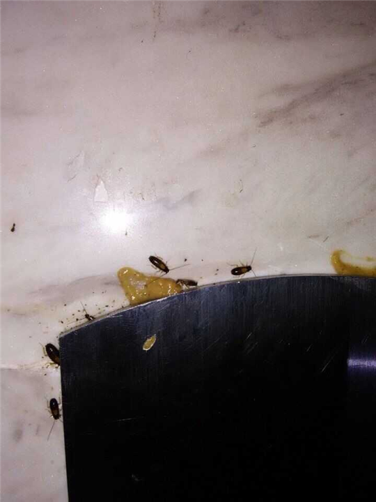 大连灭蟑螂专家 