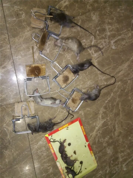 大连灭鼠3 