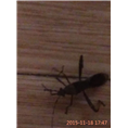 大连灭鼠10 