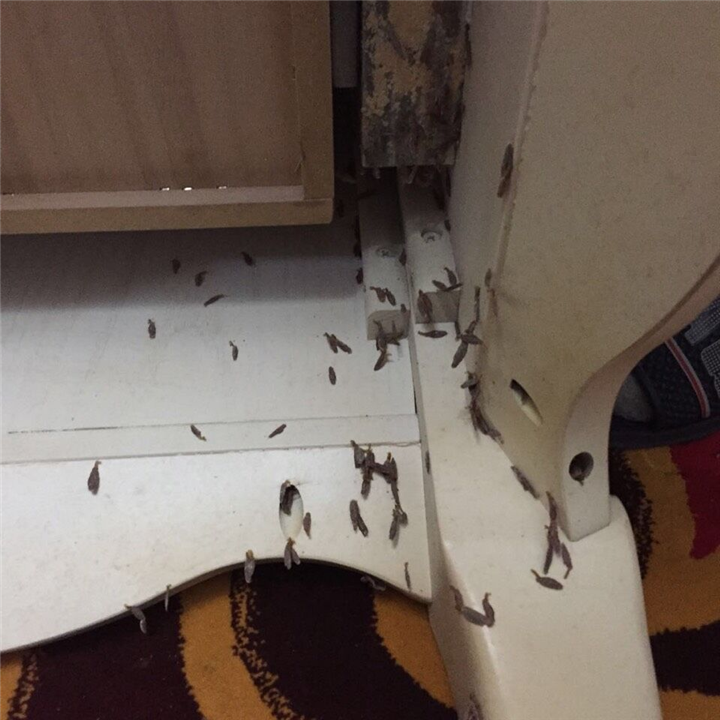 大连灭白蚁23 