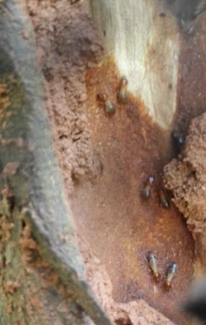 大连灭蟑螂公司 