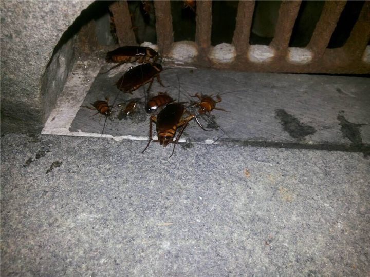 大连灭鼠 