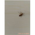 大连灭鼠公司10 
