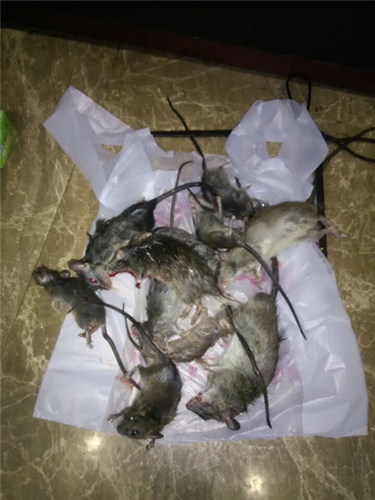 大连灭鼠 