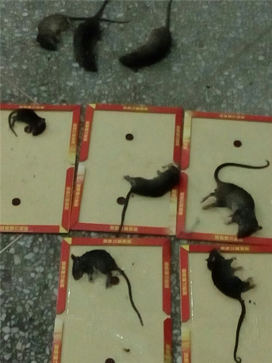 大连灭鼠专家-大连瑞德 