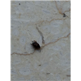 大连灭蚂蚁9 