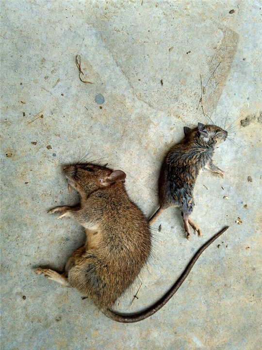 大连灭鼠6 