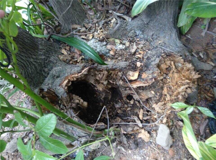 大连灭白蚁20 