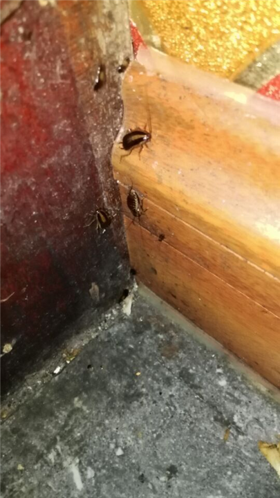 大连灭白蚁17 