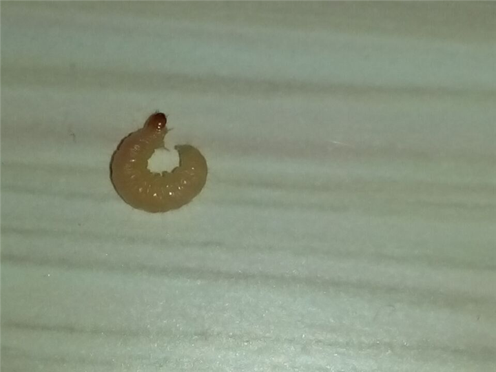 大连灭白蚁28 