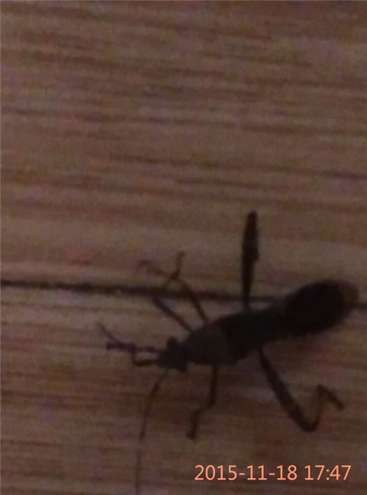 大连灭鼠10 