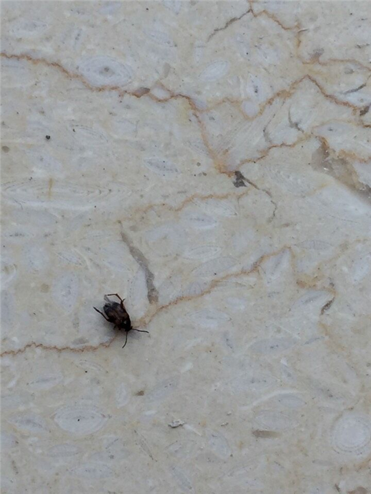 大连灭蚂蚁8 