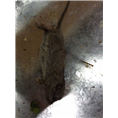 大连灭白蚁5 