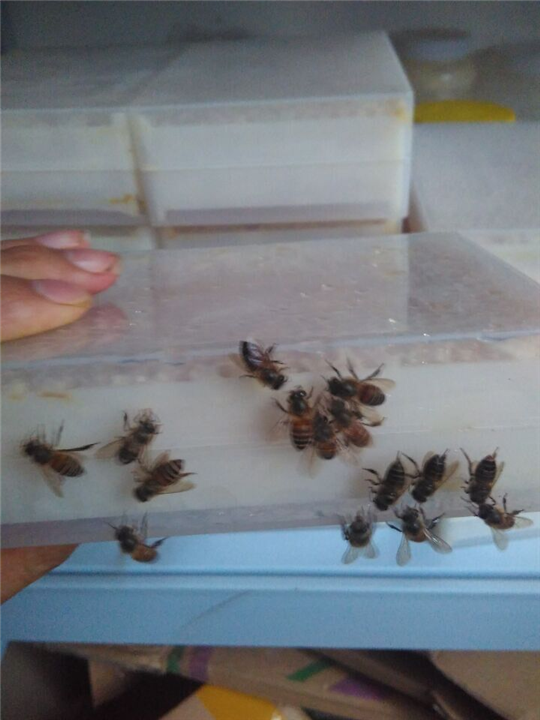大连灭鼠2 